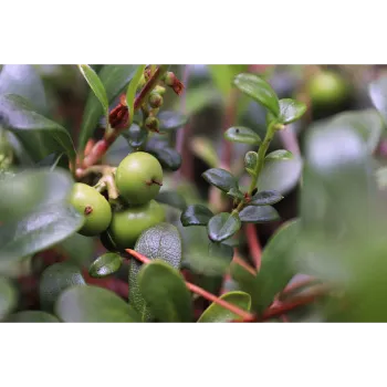 Organic Amla Plant